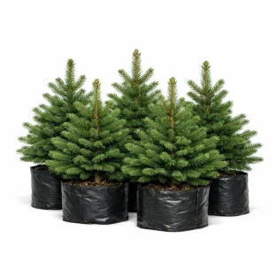 photo_02_spruce_seedlings
