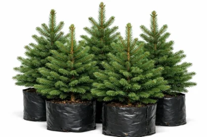 photo_02_spruce_seedlings