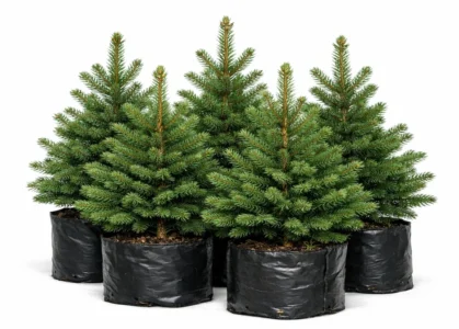 photo_02_spruce_seedlings