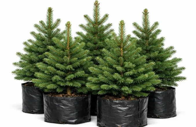 photo_02_spruce_seedlings
