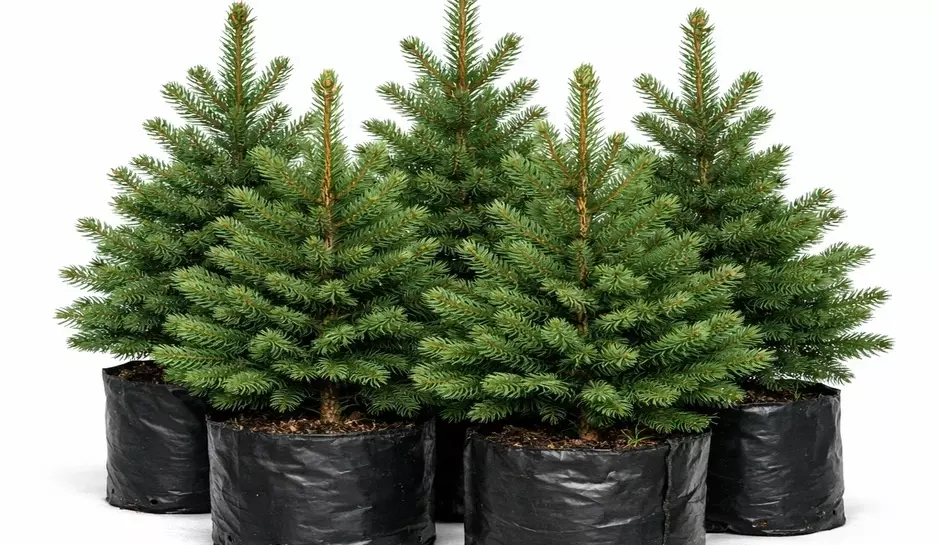 photo_02_spruce_seedlings