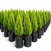 photo_03_thuja_nursery photo_03_thuja_nursery