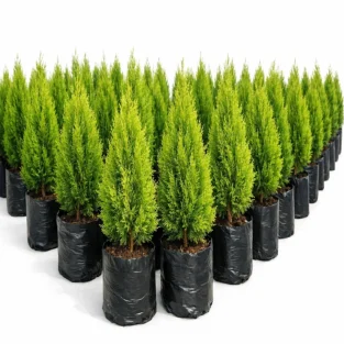 photo_03_thuja_nursery