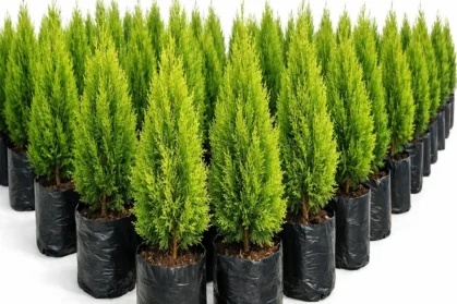 photo_03_thuja_nursery photo_03_thuja_nursery
