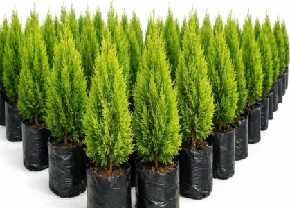 photo_03_thuja_nursery
