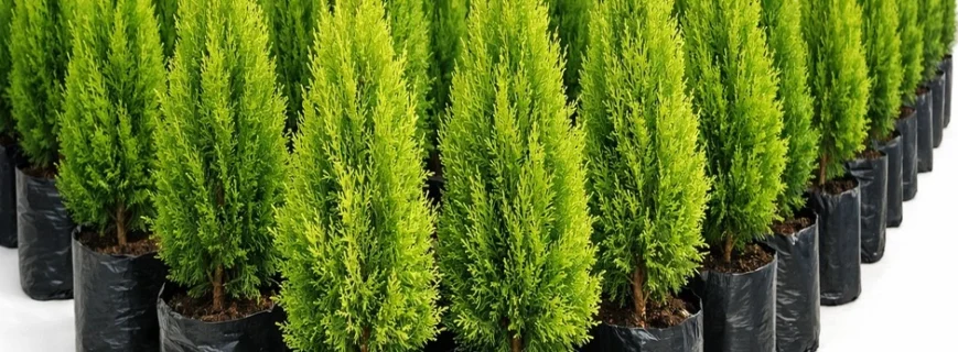 photo_03_thuja_nursery photo_03_thuja_nursery