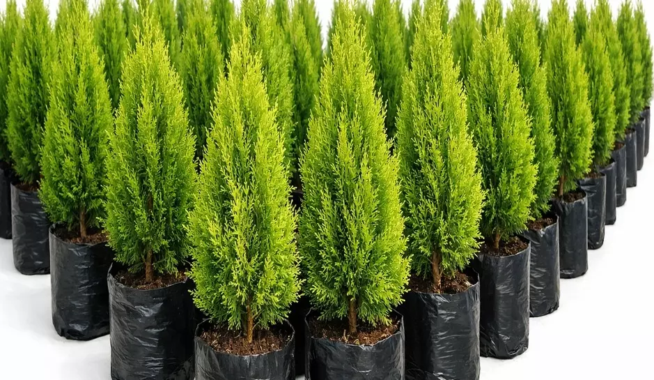 photo_03_thuja_nursery