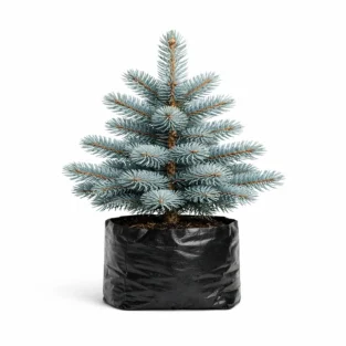 photo_04_blue_spruce