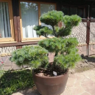 Бонсай Сосна веймутова Радиата