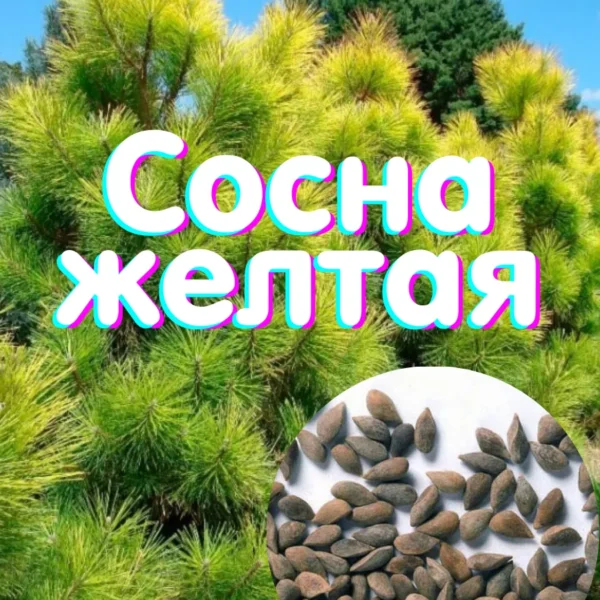 sem1