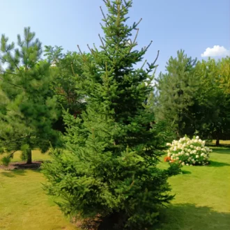 sem3
